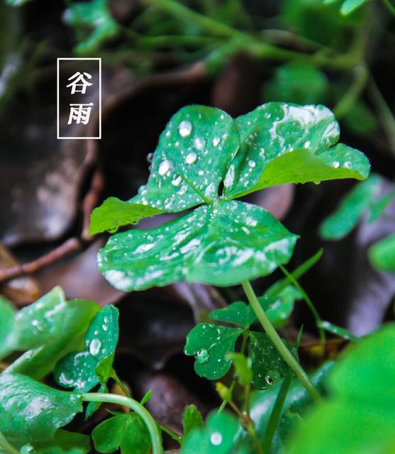  2026年谷雨交节时间深度解析：三大天文特征与农事影响预测 文化旅游 2026年谷雨交节时间深度解析：三大天文特征与农事影响预测 文化旅游