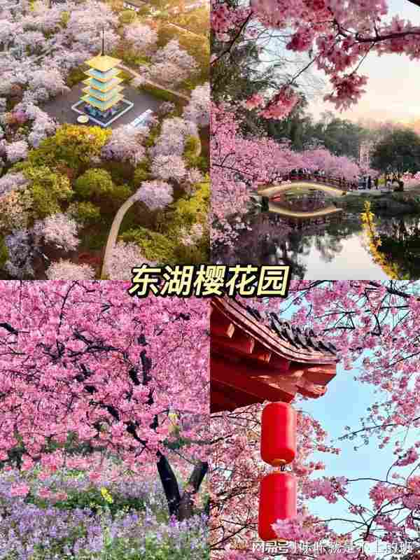  武汉樱花季｜8大核心赏樱点地理区位与影像取景实战解析 文化旅游 武汉樱花季｜8大核心赏樱点地理区位与影像取景实战解析 文化旅游
