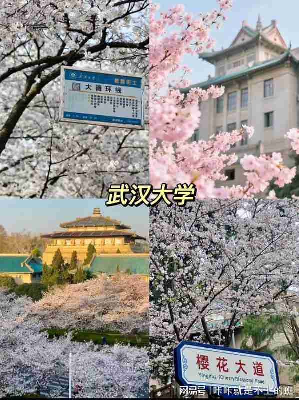  武汉樱花季｜8大核心赏樱点地理区位与影像取景实战解析 文化旅游 武汉樱花季｜8大核心赏樱点地理区位与影像取景实战解析 文化旅游