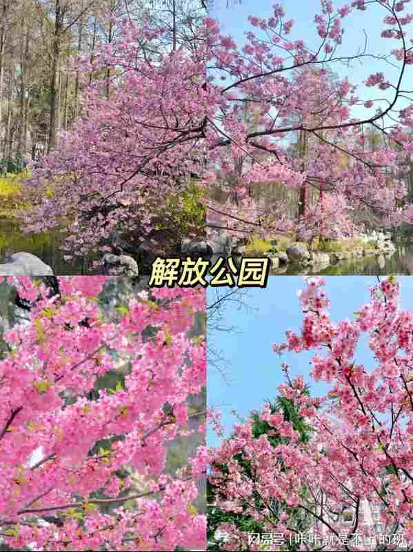  武汉樱花季｜8大核心赏樱点地理区位与影像取景实战解析 文化旅游 武汉樱花季｜8大核心赏樱点地理区位与影像取景实战解析 文化旅游