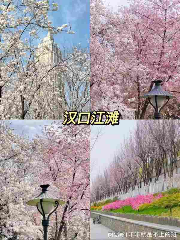  武汉樱花季｜8大核心赏樱点地理区位与影像取景实战解析 文化旅游 武汉樱花季｜8大核心赏樱点地理区位与影像取景实战解析 文化旅游